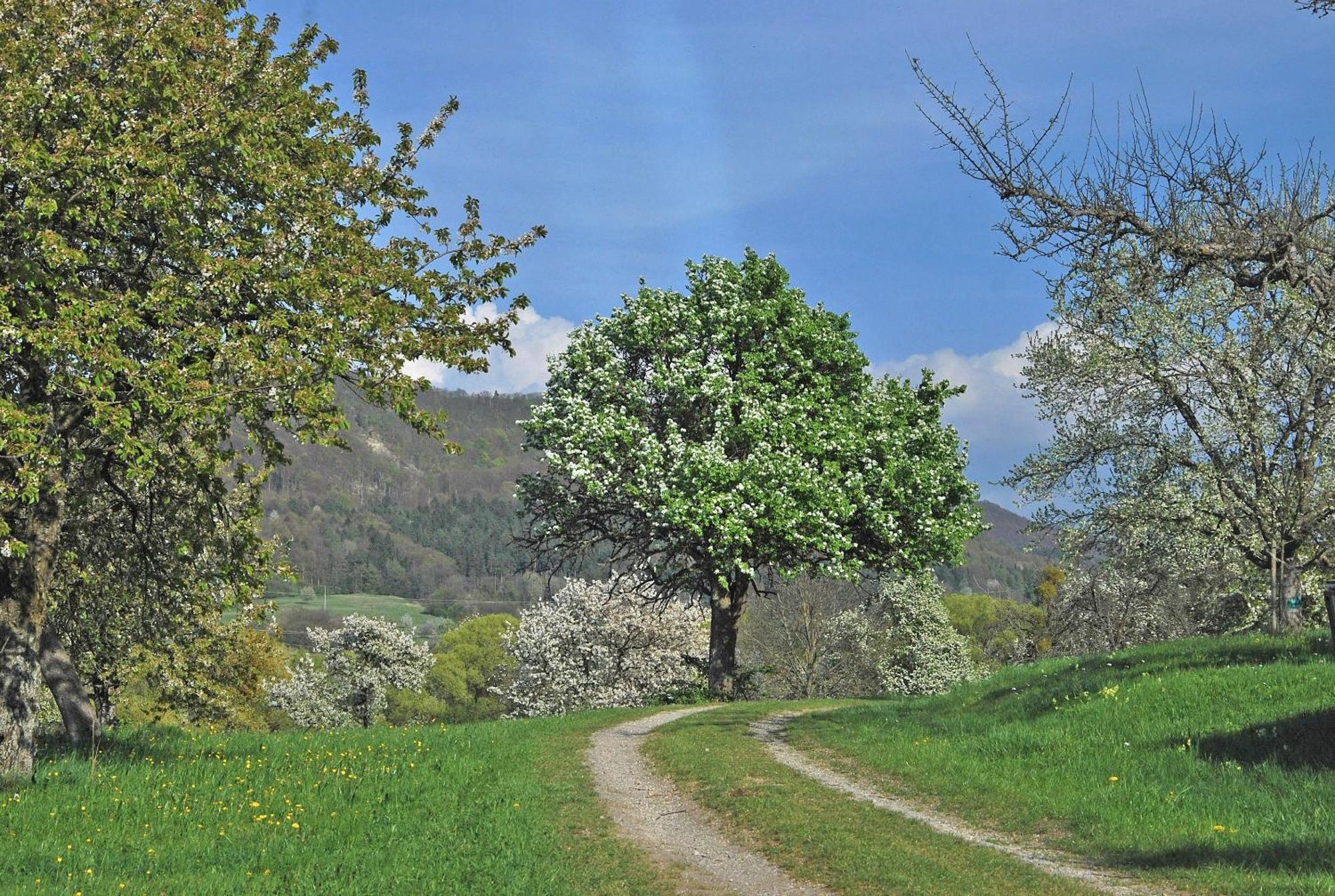 Ferienwohnungen Beim Imker Moessingen Exterior photo